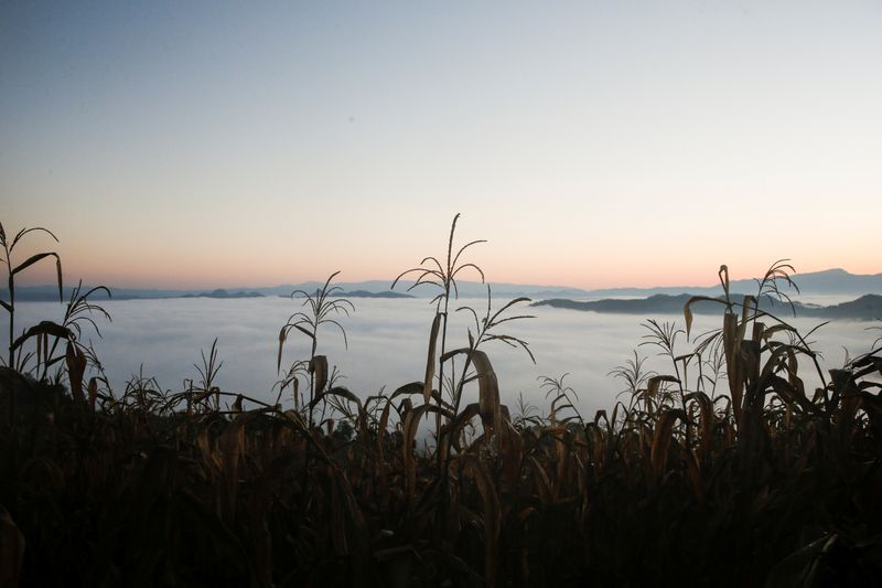 © Reuters. Plantação de milho em Mae Hong Son, Tailândia. 
16/12/2021 
REUTERS/Soe Zeya Tun