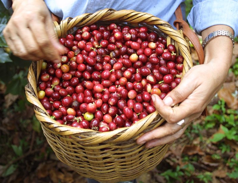 Exportação de café de Honduras cai 26,5% em abril