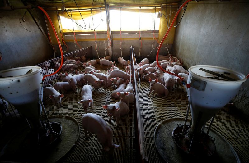 &copy; Reuters. Criação de porcos em Carambeí (PR) 
06/09/2018
REUTERS/Rodolfo Buhrer