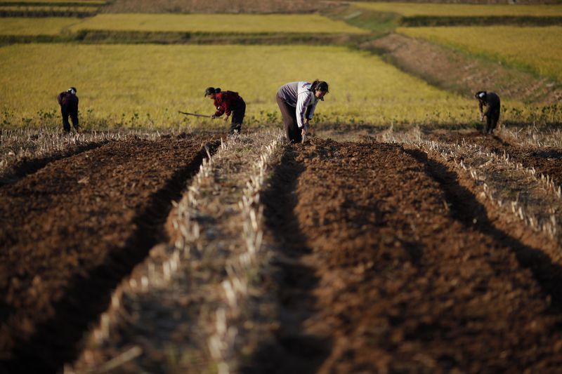 N.Korea mobilises office workers to fight drought amid food shortages