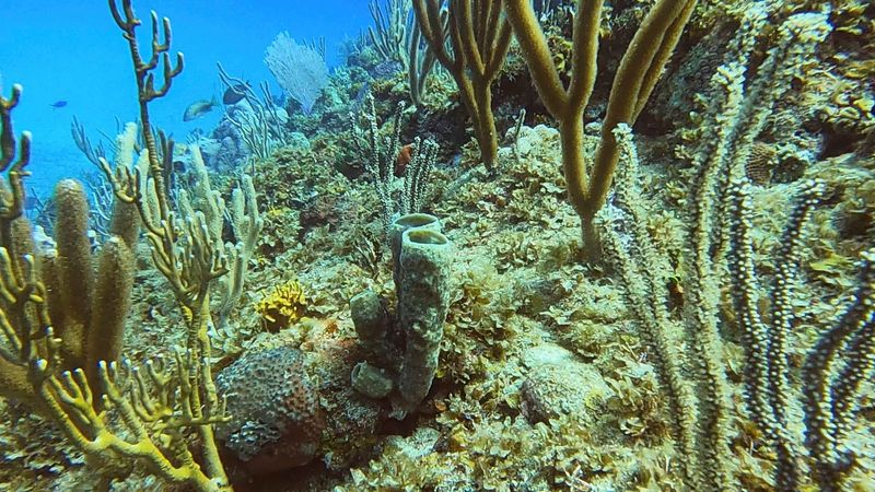 &copy; Reuters. Imagen de archivo referencial de una colonia de coral en la costa de La Habana, Cuba. 28 de marzo, 2021. REUTERS/Sarah Marsh