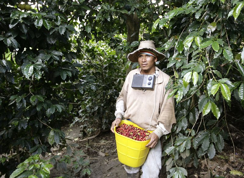 &copy; Reuters. Cafeicultor colombiano após colher grãos de café em Huila, Colômbia. 
17/07/2008 
REUTERS/José Miguel Gómez