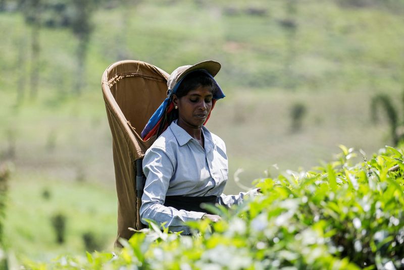 Sri Lankan tea pickers' dreams shattered by economic crisis