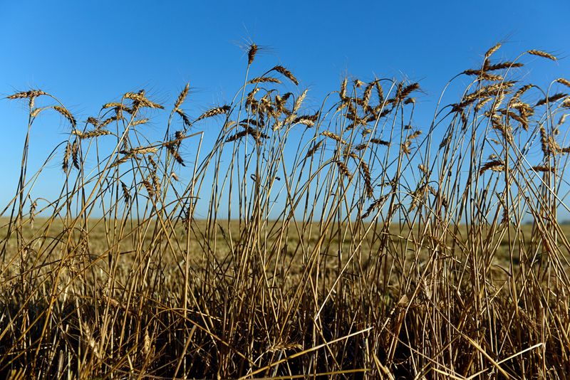 © Reuters. FILE PHOTO: A patch of wheat that was missed by the combine is seen during harvesting in Corn, Oklahoma, U.S., June 12, 2019.  REUTERS/Nick Oxford