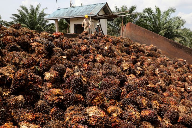 © Reuters. FILE PHOTO: Workers handle palm oil fruits at an oil palm plantation in Slim River, Malaysia August 12, 2021. Picture taken August 12, 2021. REUTERS/Lim Huey Teng/File Photo