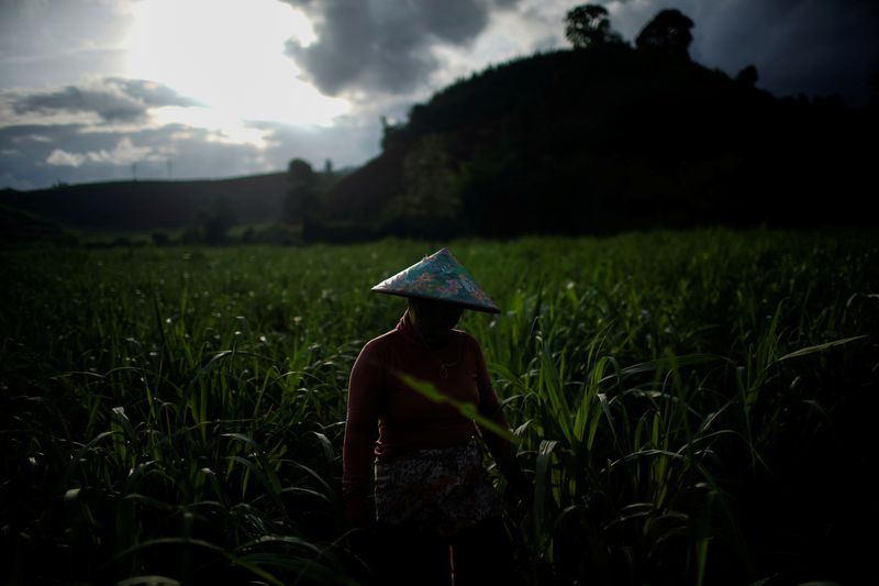 &copy; Reuters. Campo de cana-de-açúcar na província de Yunnan,China.
12/07/2019 
REUTERS/Aly Song