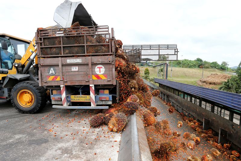 &copy; Reuters. FILE PHOTO: A worker unloads palm oil fruit bunches from a lorry inside a palm oil mill in Bahau, Negeri Sembilan, Malaysia January 30, 2019.  REUTERS/Lai Seng Sin