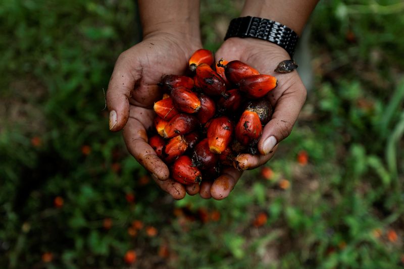 &copy; Reuters. A worker shows palm oil fresh fruit bunches during harvest at a plantation, as Indonesia announced a ban on palm oil exports effective this week in Kampar regency, Riau province, Indonesia, April 26, 2022. REUTERS/Willy Kurniawan