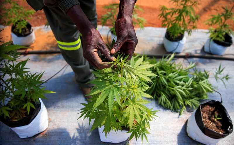 &copy; Reuters. Les agriculteurs zimbabwéens comptent sur le boom du cannabis thérapeutique pour relancer l'économie locale après plusieurs décennies de crise, bien qu'ils restent confrontés à une série d'obstacles réglementaires et à des coûts de production 