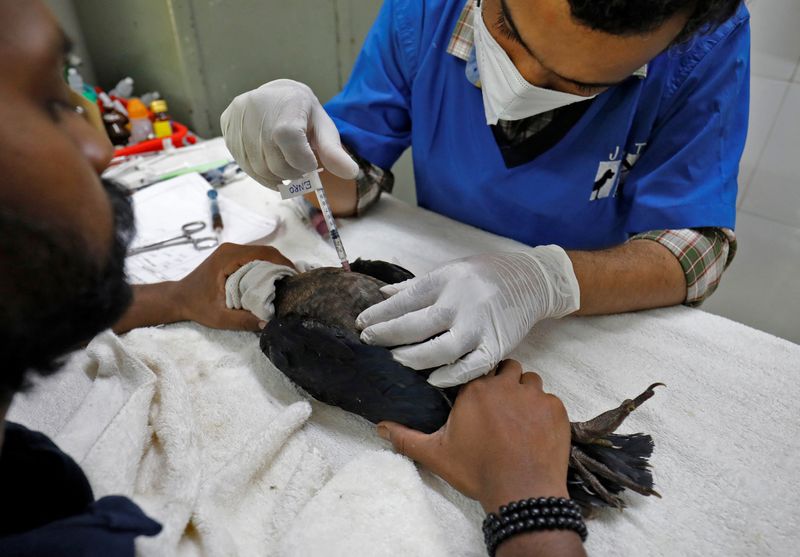 &copy; Reuters. Veterinário aplica injeção em águia após animal ficar seriamente desidratado em meio ao forte calor em Ahmedabad, na Índia
11/05/2022 REUTERS/Amit Dave