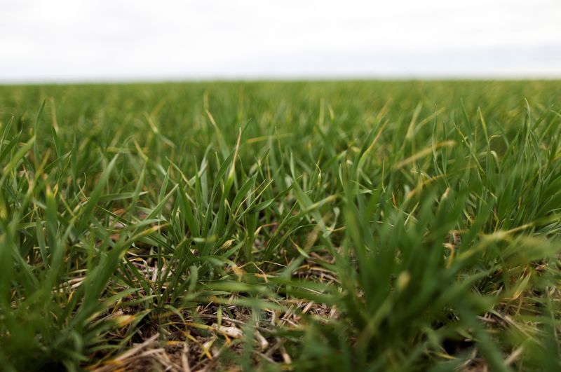 &copy; Reuters. Campo de trigo em fazenda próximo da cidade de Azul, na Argentina. 
30/09/2019 
REUTERS/Agustin Marcarian