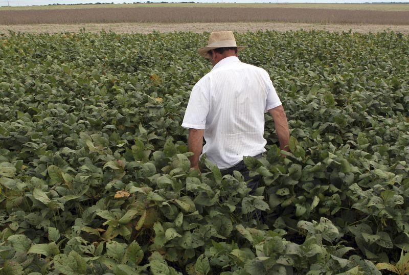 &copy; Reuters. Agricultor checa plantação de soja em Primavera do Leste (MT) 
07/02/2013
REUTERS/Paulo Whitaker