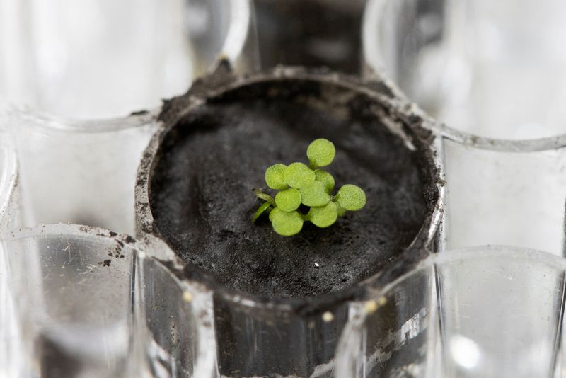 &copy; Reuters. Em um gigantesco salto para plantas terrestres, sementes crescem em solo lunar 
05/05/2021
Tyler Jones, UF/IFAS Lunar Plants Research Documentation/Divulgação via REUTERS