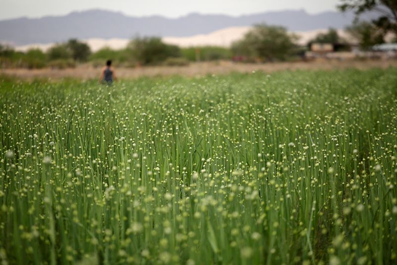 México aumentará la producción de fertilizantes para apoyar a los agricultores locales