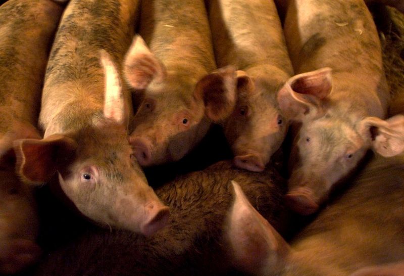 &copy; Reuters. FILE PHOTO: Pigs on a Cambridgeshire farm search for food in their pen, August 18, 2000.//File Photo