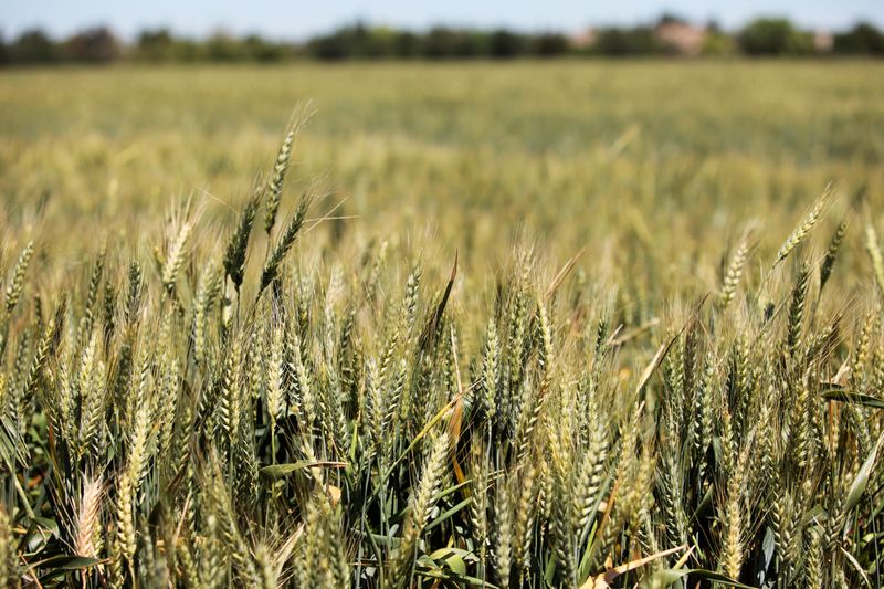 El trigo en Chicago sube el límite permitido por la prohibición de exportaciones de la India