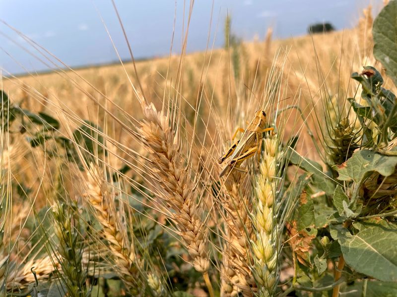 Condição do trigo dos EUA piora; plantio de milho recupera ritmo, diz USDA