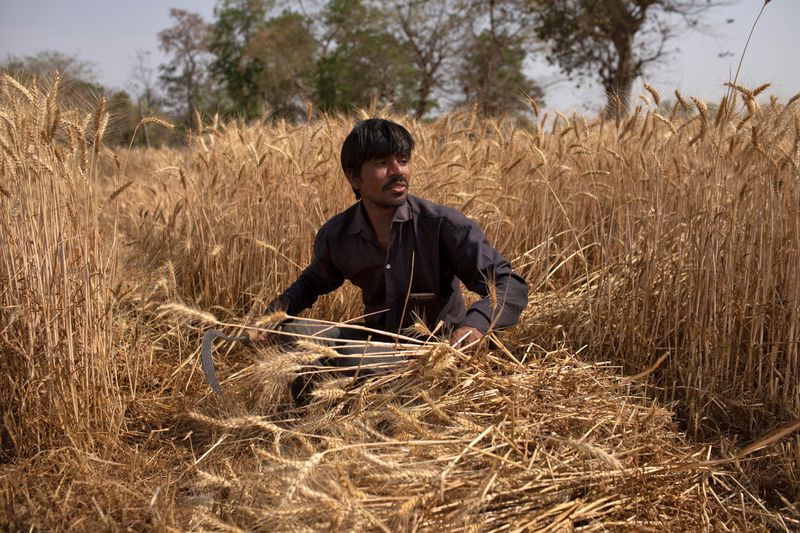 &copy; Reuters. مزارع يعمل في حقل قمح في قرية جوجياي في ولاية ماديا براديش بوسط الهند في صورة من أرشيف رويترز.