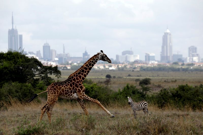 &copy; Reuters. FILE PHOTO: The Nairobi skyline is seen in the background as a giraffe runs through the Nairobi National Park, near Nairobi, Kenya, December 3, 2018. REUTERS/Amir Cohen/File Photo