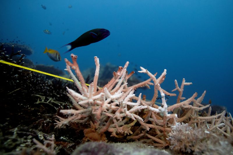 &copy; Reuters. FOTO DE ARCHIVO: Un coral decolorado en un punto cubierto por redes de pesca abandonadas en un arrecife en el área protegida de Ko Losin, Tailandia, el 20 de junio de 2021. REUTERS/Jorge Silva