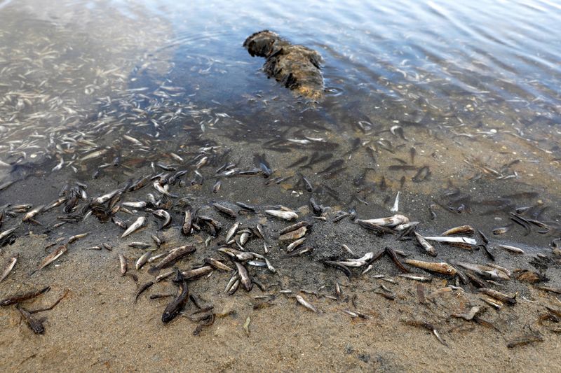 &copy; Reuters. Peixes mortos em praia de Murcia, na Espanha
21/08/2021 REUTERS/Eva Manez