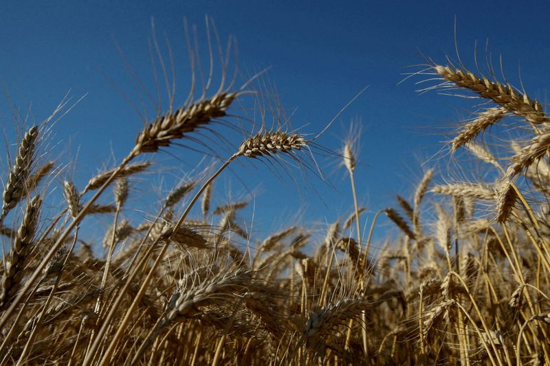 &copy; Reuters. FILE PHOTO: Ears of wheat are seen in a field near the village of Zhovtneve, Ukraine, July 14, 2016.  REUTERS/Valentyn Ogirenko/File Photo