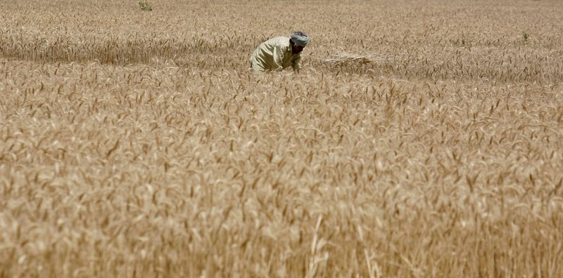 &copy; Reuters. FOTO DE ARCHIVO: Un agricultor cosecha trigo en el pueblo de Visalpur, en las afueras de la ciudad occidental india de Ahmedabad, el 6 de abril de 2011. REUTERS/Amit Dave 