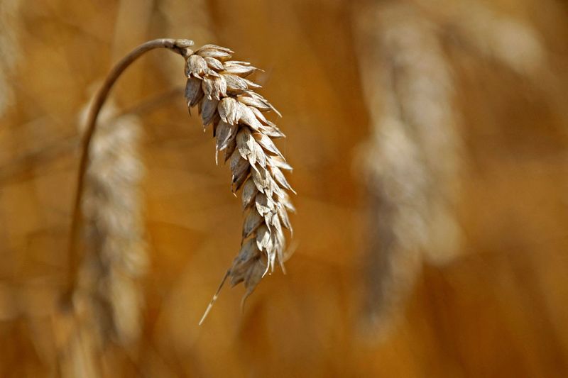&copy; Reuters. IMAGEN DE ARCHIVO. Se ve trigo en un campo mientras agrocultores franceses realizan la cosecha en Moisdon-La-Riviere, cerca de Chateaubriant, Francia. Agosto 8, 2012.   REUTERS/Stephane Mahe/