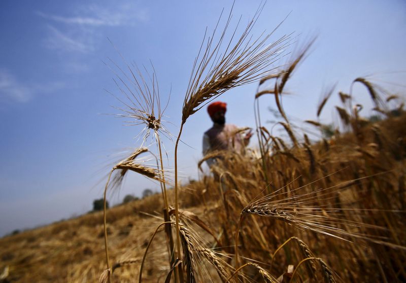 &copy; Reuters. Um agricultor está em seu campo de trigo, danificado por chuvas prematuras, na aldeia de Vaidi, no estado de Uttar Pradesh, no norte da Índia, em 25 de março de 2015. 
REUTERS/Anindito Mukherjee