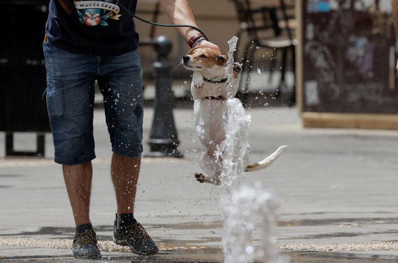 &copy; Reuters. رجل يبرد كلبه بالمياه في نافورة في قرطبة بإسبانيا مع ارتفاع درجات الحرارة بشكل غير معتاد يوم السبت. تصوير: جون نازكا - رويترز.