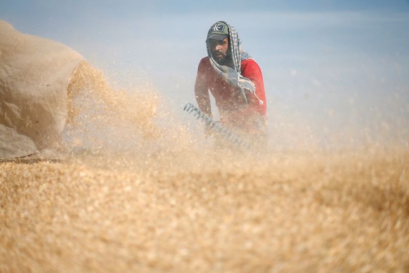 &copy; Reuters. A Palestinian man stirs wheat during harvest season on a farm in Khan Younis in the southern Gaza Strip May 21, 2022. REUTERS/Ibraheem Abu Mustafa