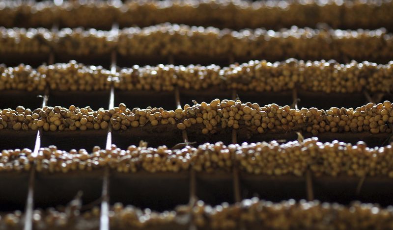 &copy; Reuters. Imagen de archivo ilustrativa de granos de soja en el piso de la industria agrícola Alvorada en la ciudad de Primavera do Leste, en el central estado de Mato Grosso, Brasil. 6 de febrero, 2013.  REUTERS/Paulo Whitaker/Archivo