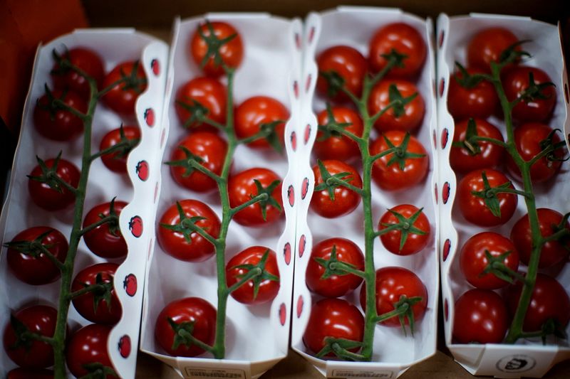 &copy; Reuters. FILE PHOTO: Tomatoes are seen at Hengda greenhouse in Shanghai, China May 25, 2021. Picture taken May 25, 2021. REUTERS/Aly Song