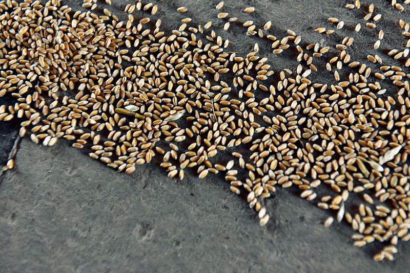 &copy; Reuters. FILE PHOTO: Wheat grains are seen at the Farmers Cooperative Exchange during harvesting in Bessie, Oklahoma, U.S., June 12, 2019. REUTERS/Nick Oxford