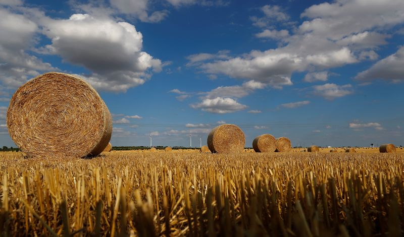 Grains vs Biodiversity: Germany's new, greener govt stages balancing act