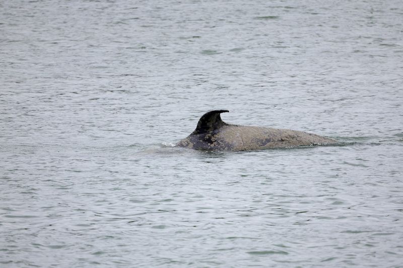 &copy; Reuters. Baleia orca nada no rio Sena, na França
26/05/2022 REUTERS/Pascal Rossignol