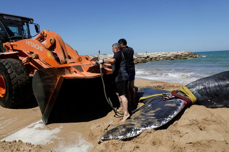 &copy; Reuters. الحوت النافق على أحد شواطئ إشبيلية بإسبانيا يوم الجمعة. تصوير: إيفا مانيز - رويترز. 