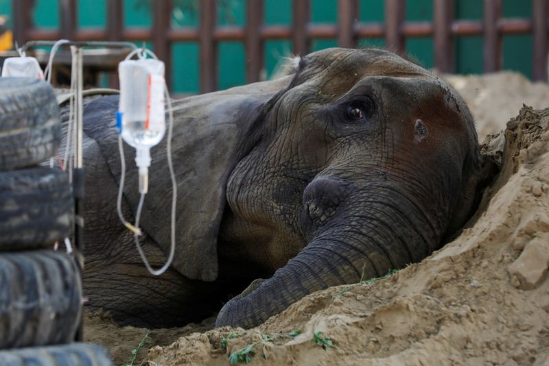 &copy; Reuters. African elephant Noor Jahan, 17, who is unwell, rests on a sand pile, at a zoo in Karachi, Pakistan April 14, 2023. REUTERS/Akhtar Soomro