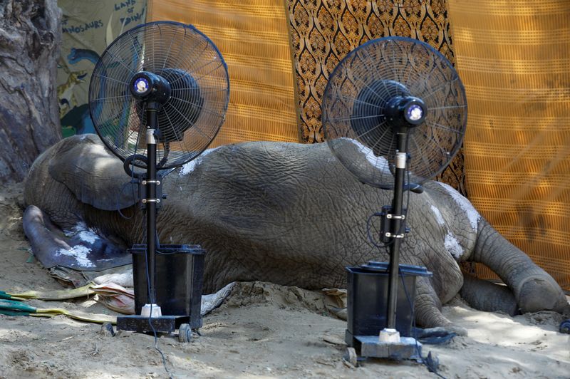 &copy; Reuters. جثة أنثى الفيل الأفريقي نور جيهان (17 عاما) التي نفقت بسبب المرض الشديد في حديقة حيوان في كراتشي بباكستان يوم السبت. تصوير: أخطر سومرو - رويترز.