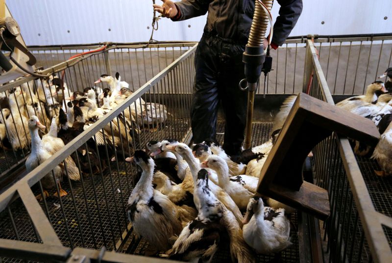 &copy; Reuters. طيور بط في مزرعة دواجن في مونتسو بفرنسا. صورة من أرشيف رويترز.