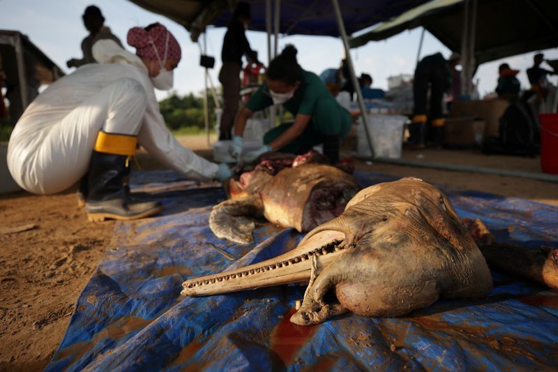 &copy; Reuters. Carcaças de botos encontradas no lago Tefé, afluente do rio Solimões, na Amazônia
01/10/2023 REUTERS/Bruno Kelly