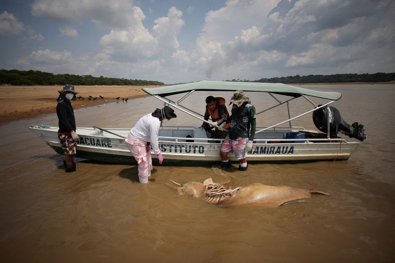 &copy; Reuters. 　ブラジルのアマゾン川で、過去１週間にアマゾンカワイルカ１２０頭の死骸が見つかった。専門家らは、深刻な干ばつで川の水位が下がり、水温がイルカの生存が不可能な高温に達したこ