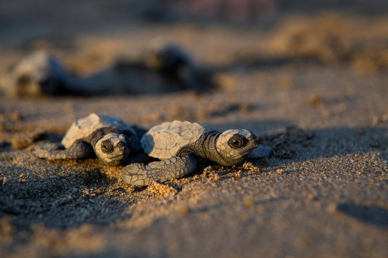 &copy; Reuters. Tortuguitas caminan hacia el mar en la playa Chacocente, parte del Refugio de Vida Silvestre Río Escalante - Chachocente, Santa Tereza, Nicaragua 11 de febrero de 2024. REUTERS/Maynor Valenzuela/Foto de archivo