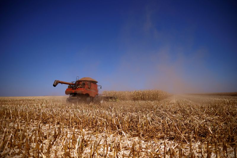 © Reuters. ماكينة تحصد الذرة في حقل بالقرب من برازيليا يوم 22 أغسطس آب 2023. تصوير: ادريانو ماشادو - رويترز.