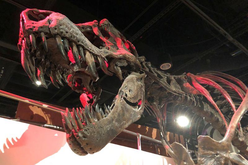 &copy; Reuters. Foto de archivo de un esqueleto de un Tyrannosaurus rex en el Smithsonian National Museum of Natural History en Washington
Jun 16, 2019. REUTERS/Will Dunham