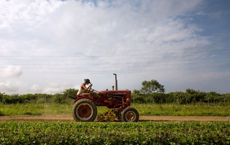 © Reuters. FILE PHOTO: Farmer Isabel Milligan drives a tractor as she weeds and transplants crops on the farm in Amagansett, New York, U.S., July 11, 2019. Picture taken July 11, 2019.   REUTERS/Lindsay Morris