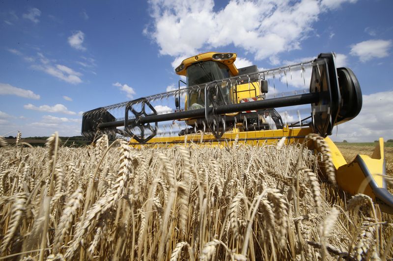 &copy; Reuters. FOTO DE ARCHIVO: Un agricultor francés cosecha trigo en Honnecourt-sur-Escaut, cerca de Cambrai, Francia, 9 de agosto de 2016. REUTERS/Pascal Rossignol