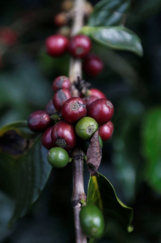 &copy; Reuters. Plantação de café na Colômbia. REUTERS/Luisa Gonzalez