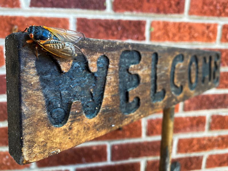 &copy; Reuters. A cicada is seen perched on a wooden sign on the porch of a house in Arlington, Virginia, May 20, 2021. REUTERS/Will Dunham/File Photo