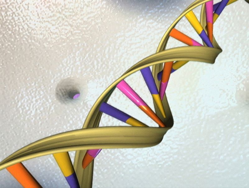 &copy; Reuters. FOTO DE ARCHIVO: Una doble hélice de ADN se ve en una ilustración publicada por el Instituto Nacional de Investigación del Genoma Humano a Reuters el 15 de mayo de 2012.     REUTERS/Instituto Nacional de Investigación del Genoma Humano/Handout/Archivo